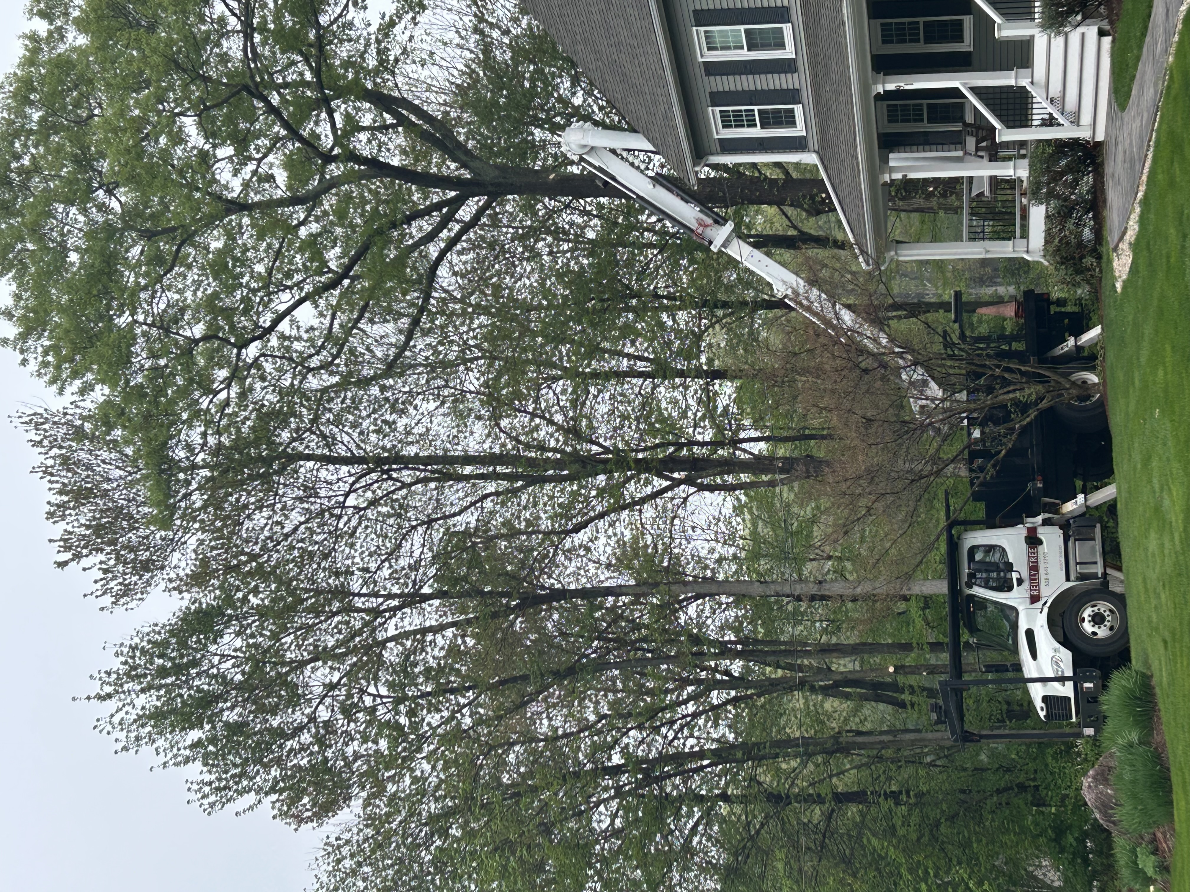 Reilly Tree & Landscape - Plainville, MA