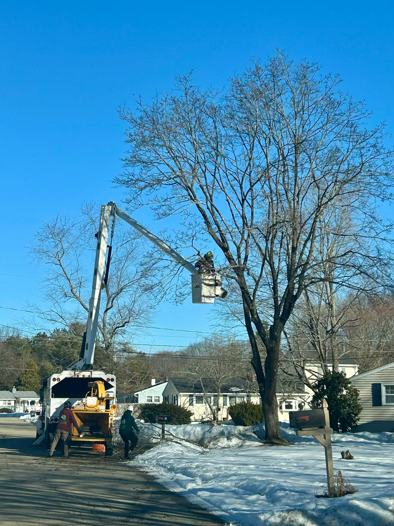 Reilly Tree & Landscape - Plainville, MA