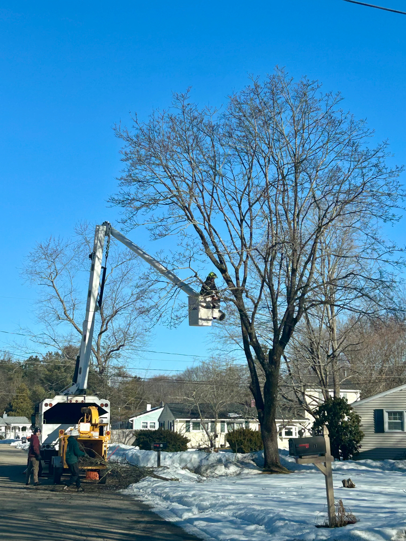 Reilly Tree & Landscape - Plainville, MA