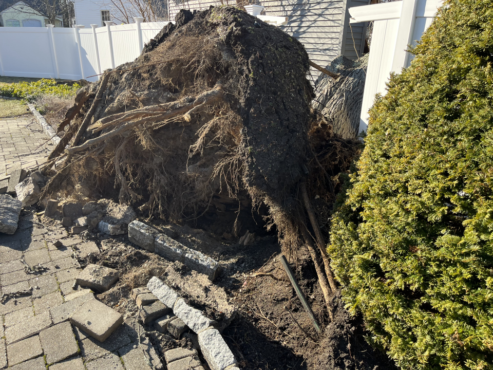 Reilly Tree & Landscape - Plainville, MA