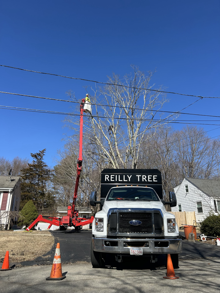 Reilly Tree & Landscape - Plainville, MA