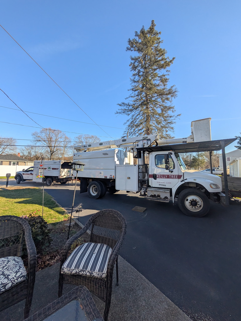Reilly Tree & Landscape - Plainville, MA