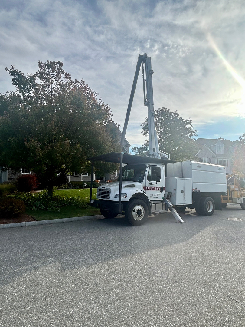 Reilly Tree & Landscape - Plainville, MA