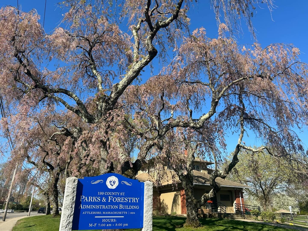 Reilly Tree & Landscape - Plainville, MA