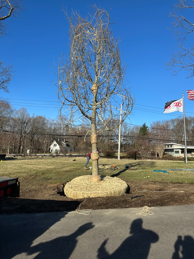 Reilly Tree & Landscape - Plainville, MA