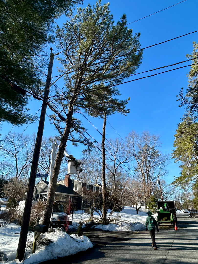 Reilly Tree & Landscape - Plainville, MA