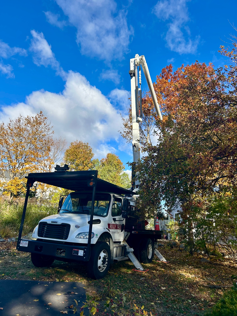 Reilly Tree & Landscape - Plainville, MA