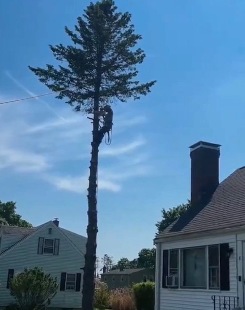 Reilly Tree & Landscape - Plainville, MA