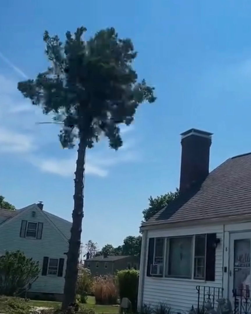 Reilly Tree & Landscape - Plainville, MA