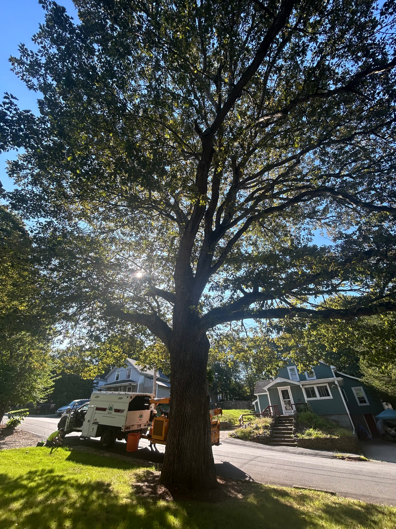 Reilly Tree & Landscape - Plainville, MA