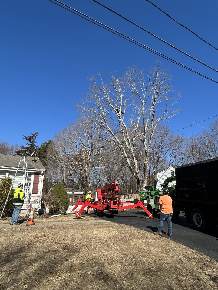 Reilly Tree & Landscape - Plainville, MA