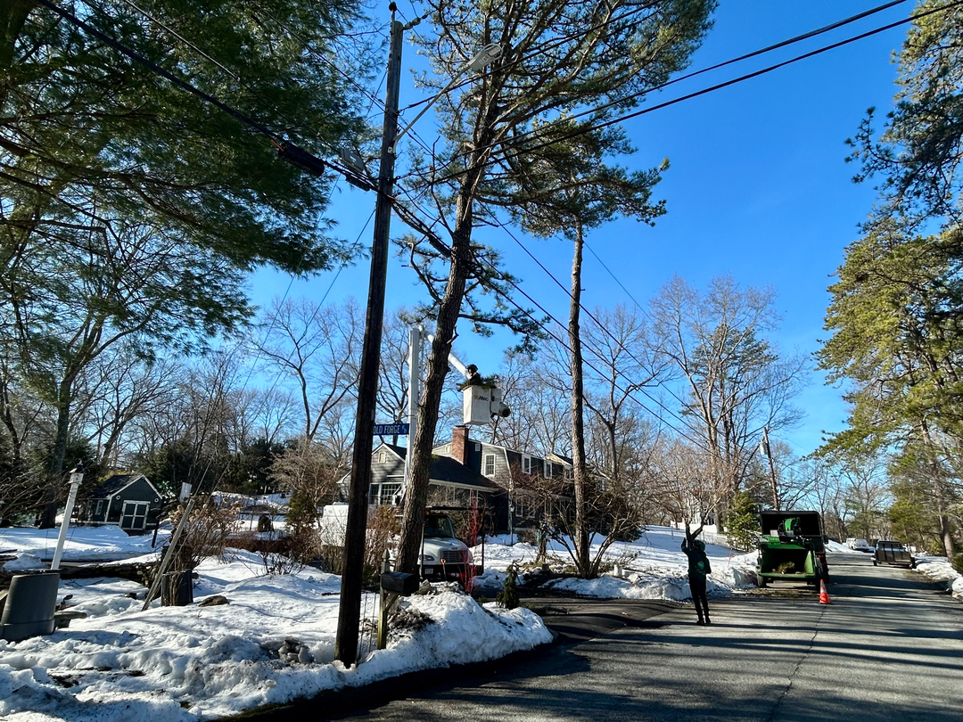 Reilly Tree & Landscape - Plainville, MA