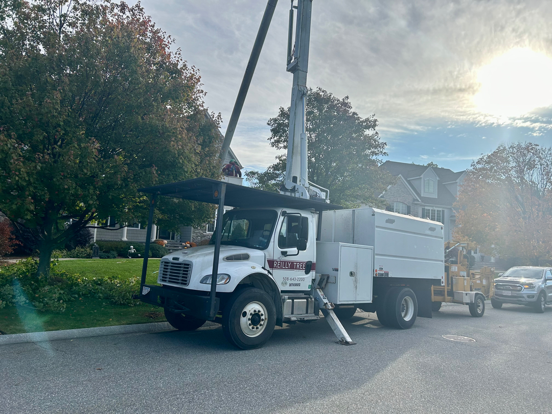 Reilly Tree & Landscape - Plainville, MA