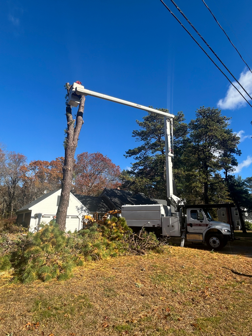 Reilly Tree & Landscape - Plainville, MA