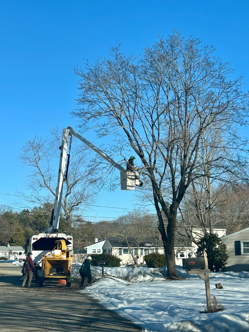 Reilly Tree & Landscape - Plainville, MA