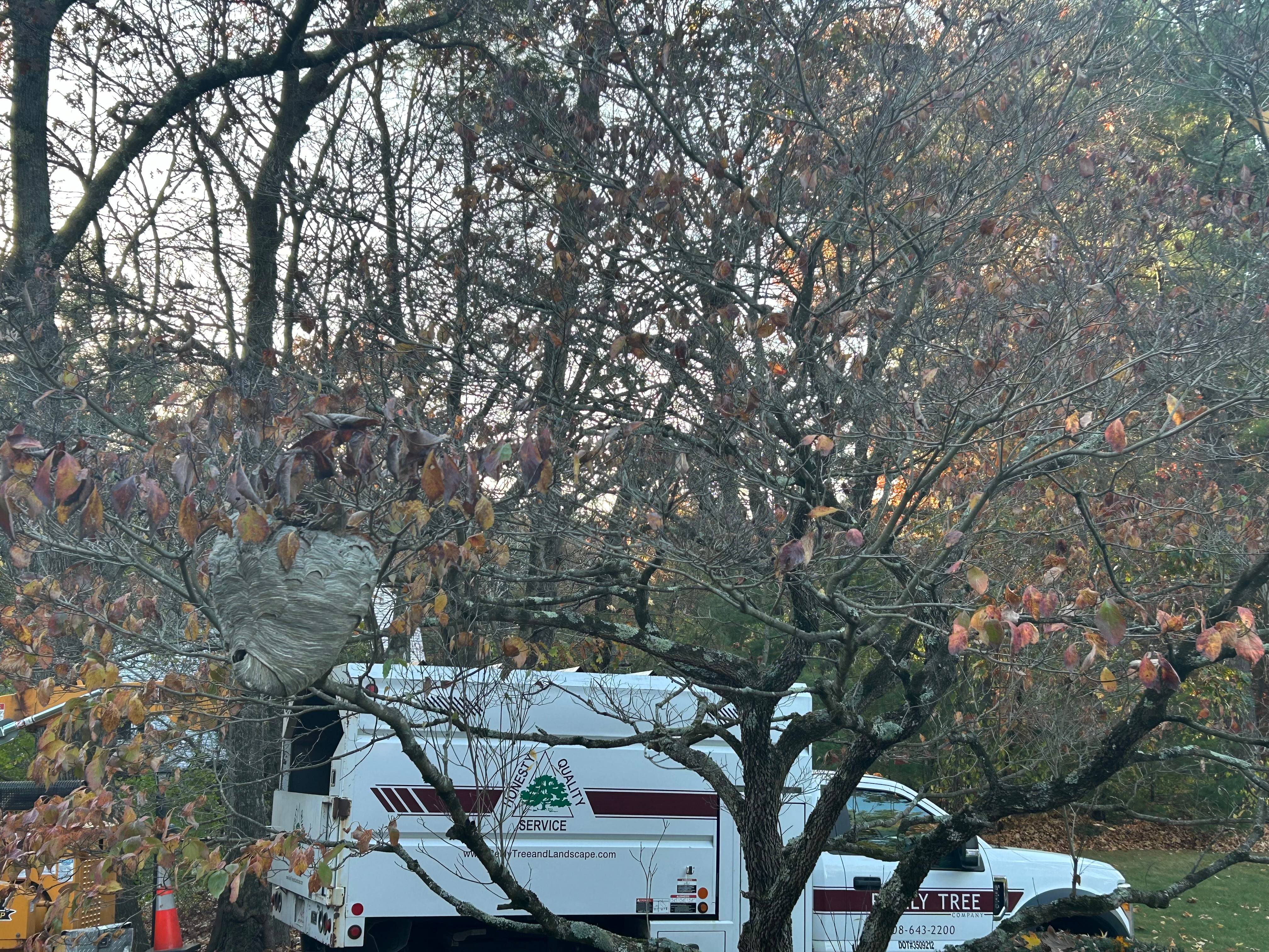 Reilly Tree & Landscape - Plainville, MA