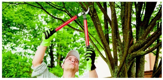 Joel's Tree Services - Modesto, CA