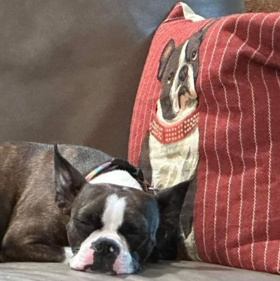 The Velvet Pug Antiques & Interiors Image