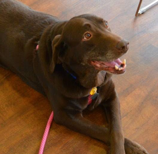 Family Friends Veterinary Hospital Image