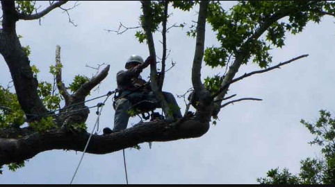 Palmetto Tree Service Image