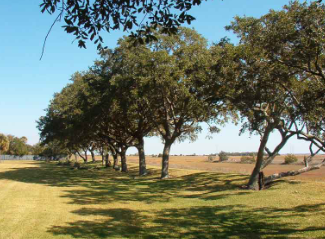 Palmetto Tree Service Image