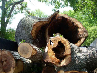 Palmetto Tree Service Image