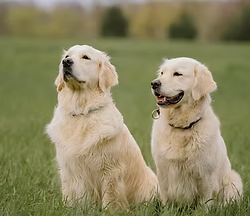 K9 Poo Removal Image