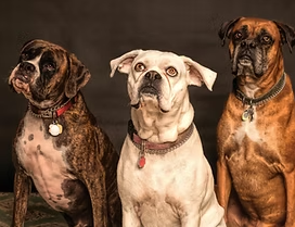 K9 Poo Removal Image