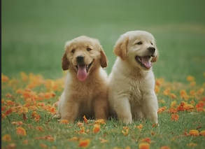 K9 Poo Removal Image