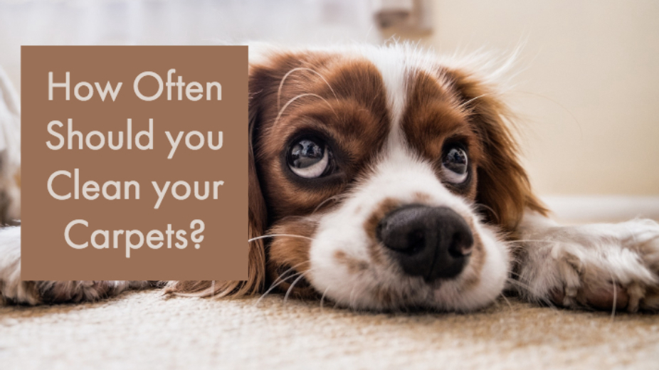 Allaire Chem-Dry Image