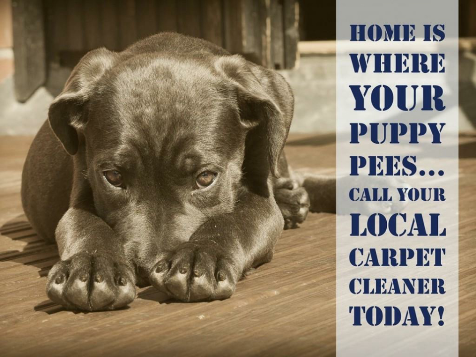 Allaire Chem-Dry Image