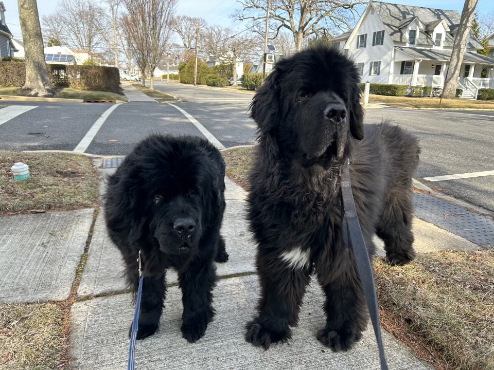 Allaire Chem-Dry Image