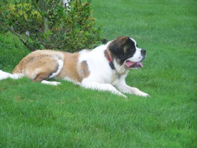 Allaire Chem-Dry Image