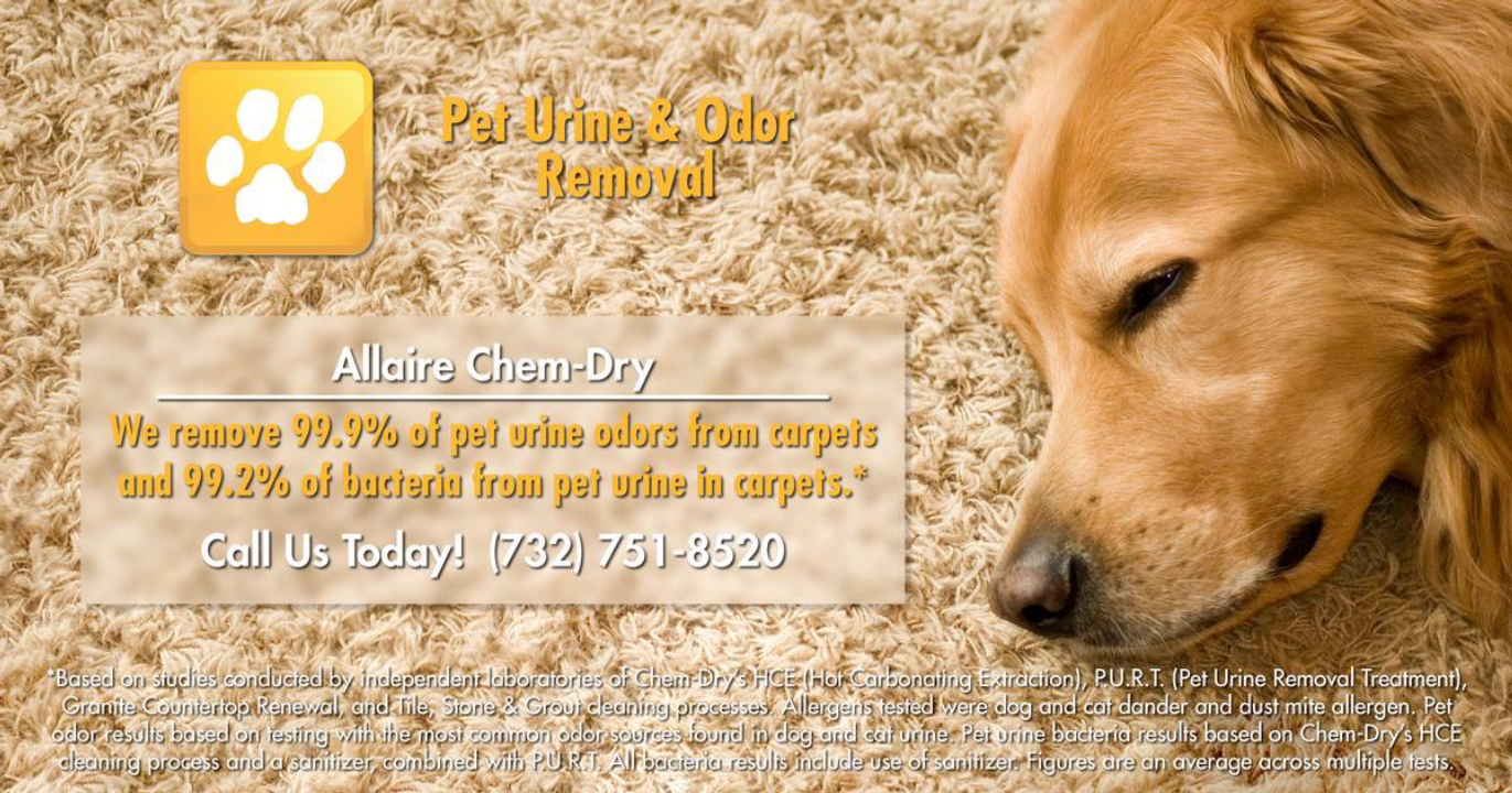 Allaire Chem-Dry Image
