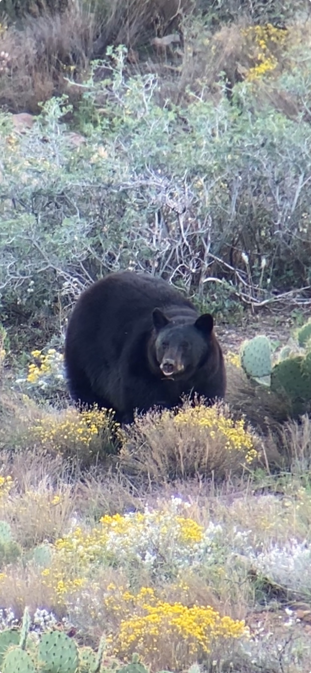 Flagstaff Foot Doctors: Anthony Rosales DPM - Flagstaff, AZ