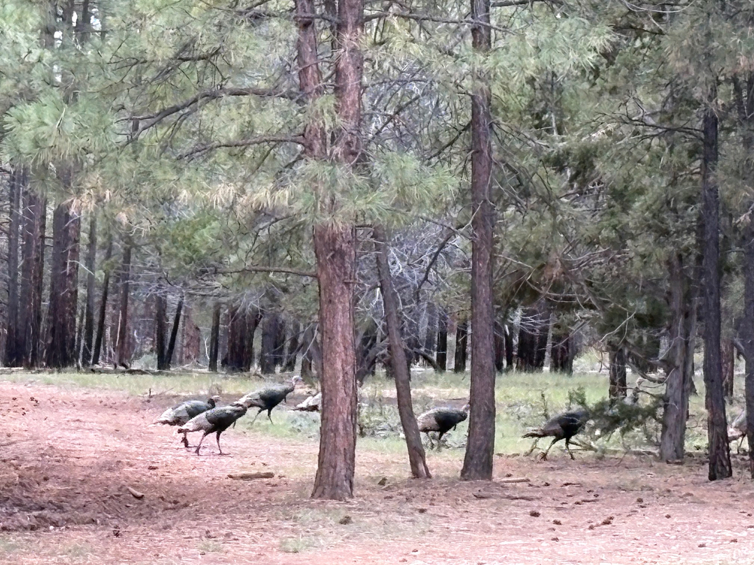 Flagstaff Foot Doctors: Anthony Rosales DPM - Flagstaff, AZ