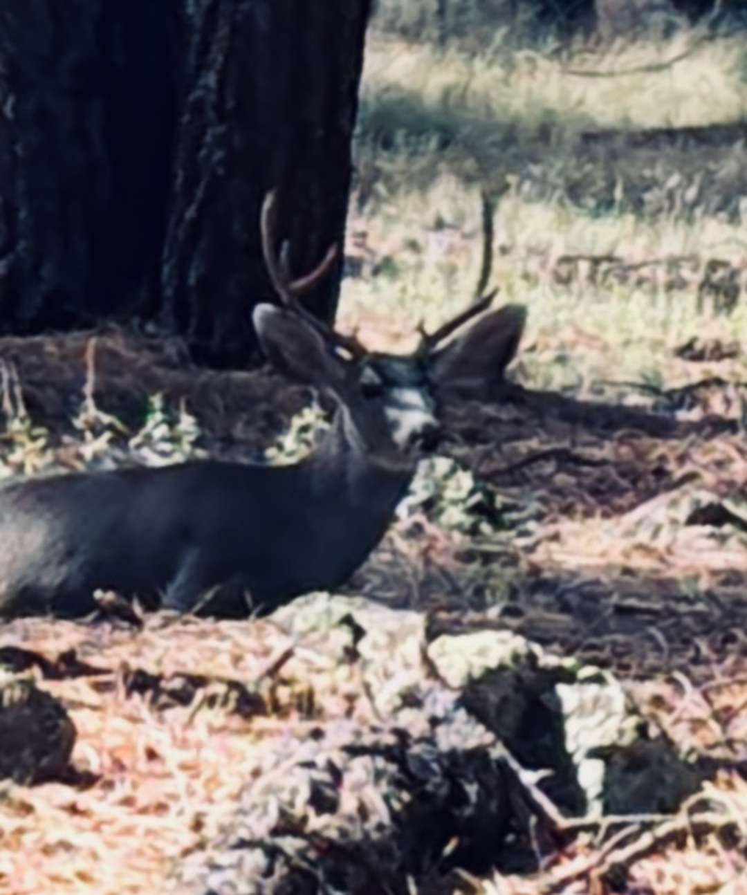 Flagstaff Foot Doctors: Anthony Rosales DPM - Flagstaff, AZ