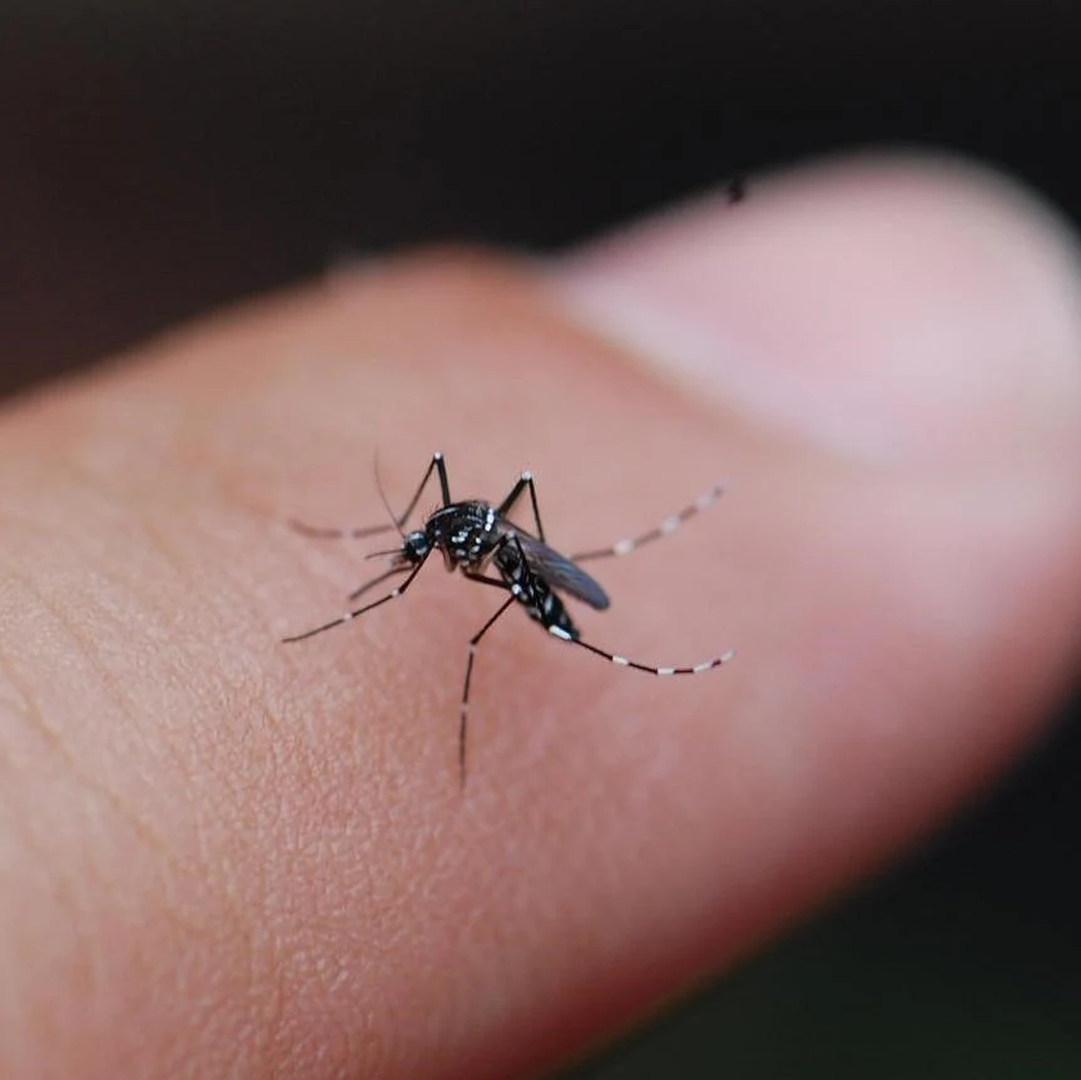 Rooted Pest Control - Bremen, GA