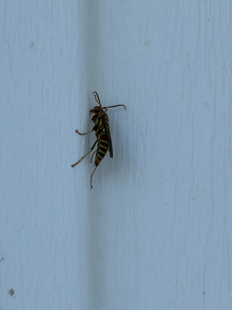Rooted Pest Control - Bremen, GA