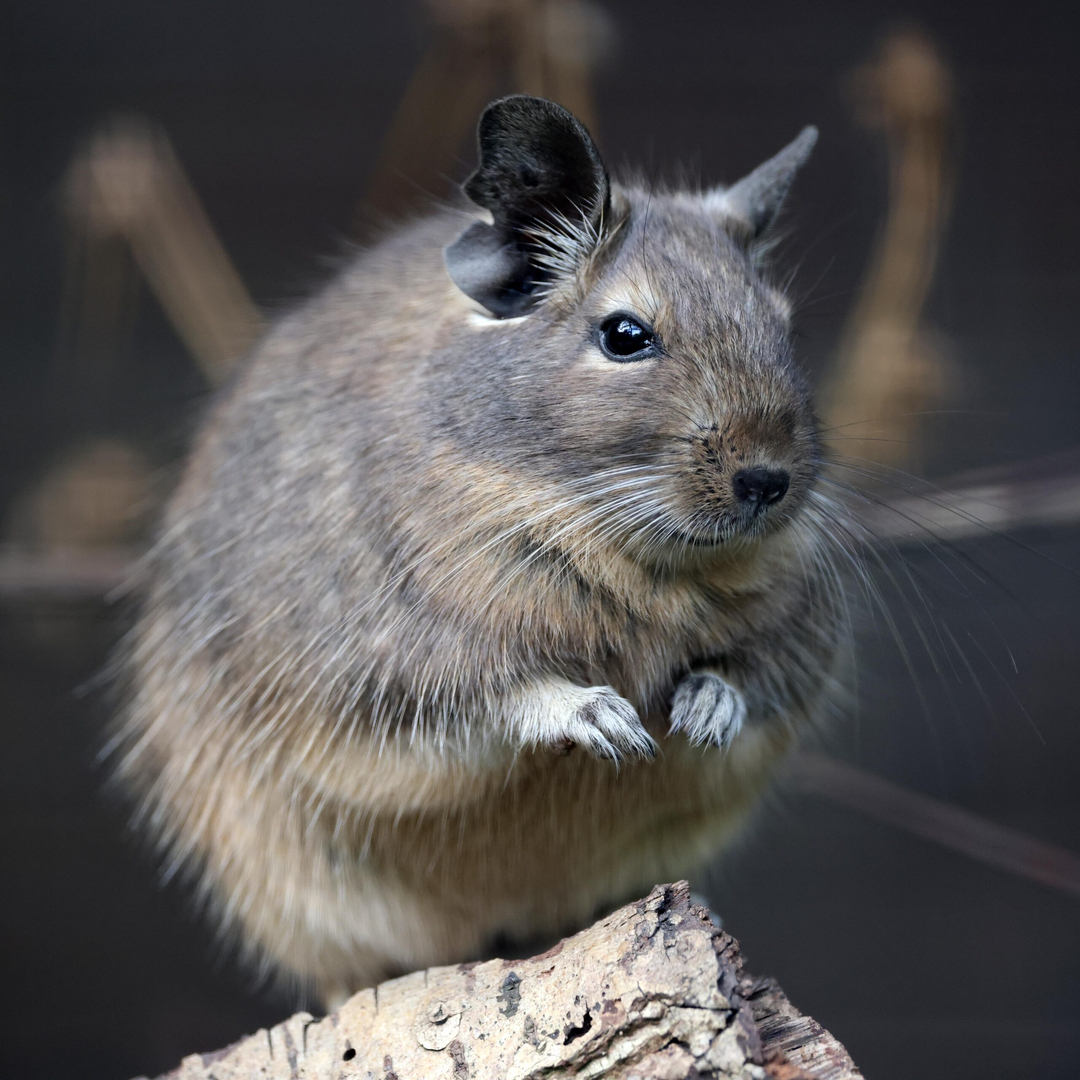 Rooted Pest Control - Bremen, GA