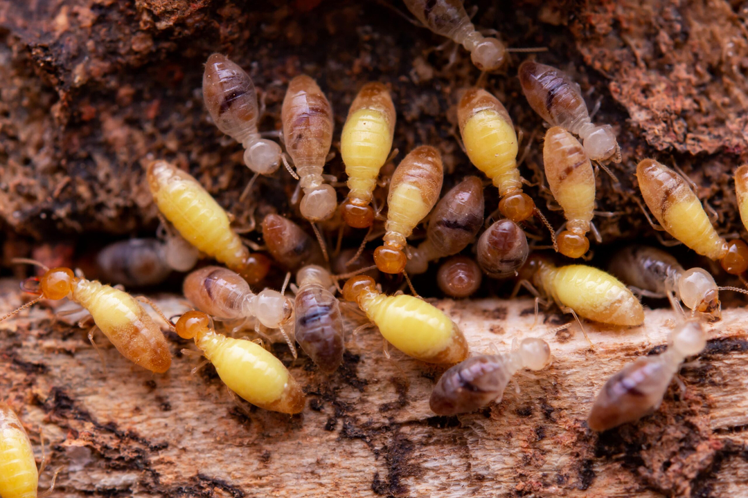 Rooted Pest Control - Bremen, GA
