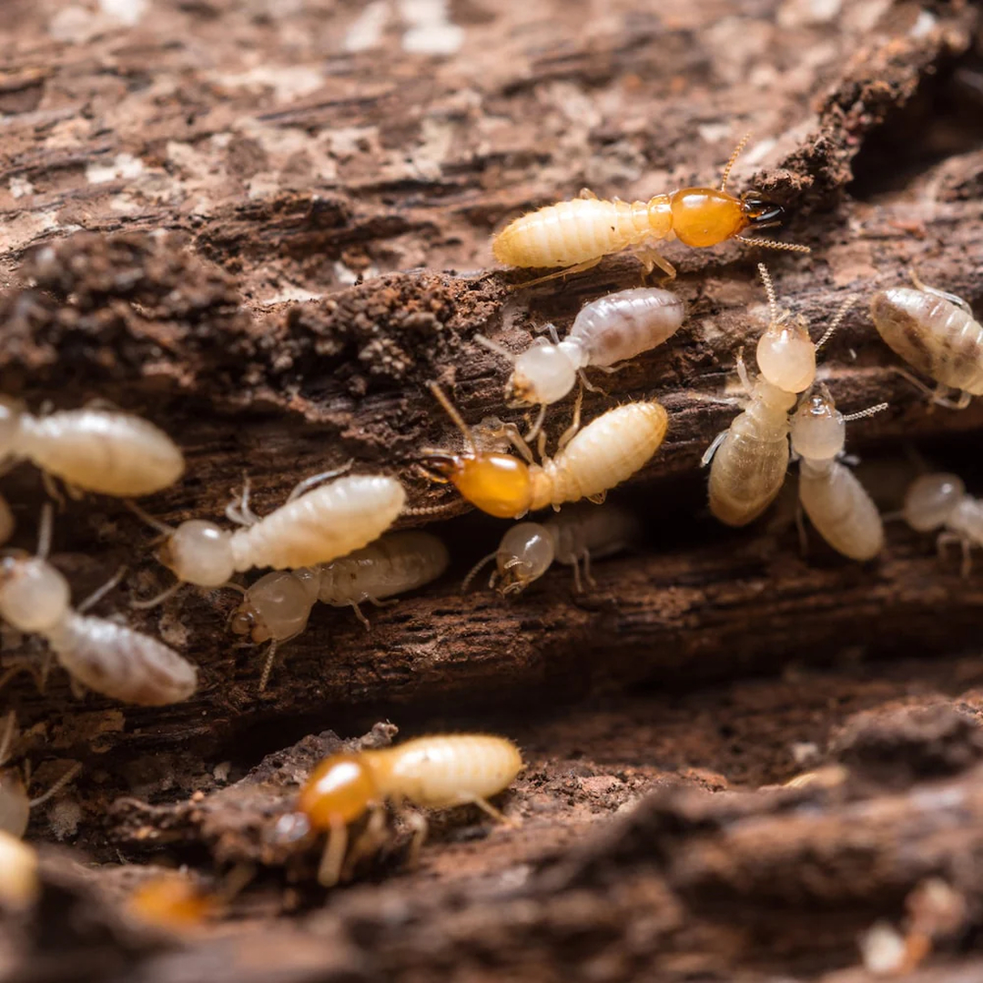Rooted Pest Control - Bremen, GA