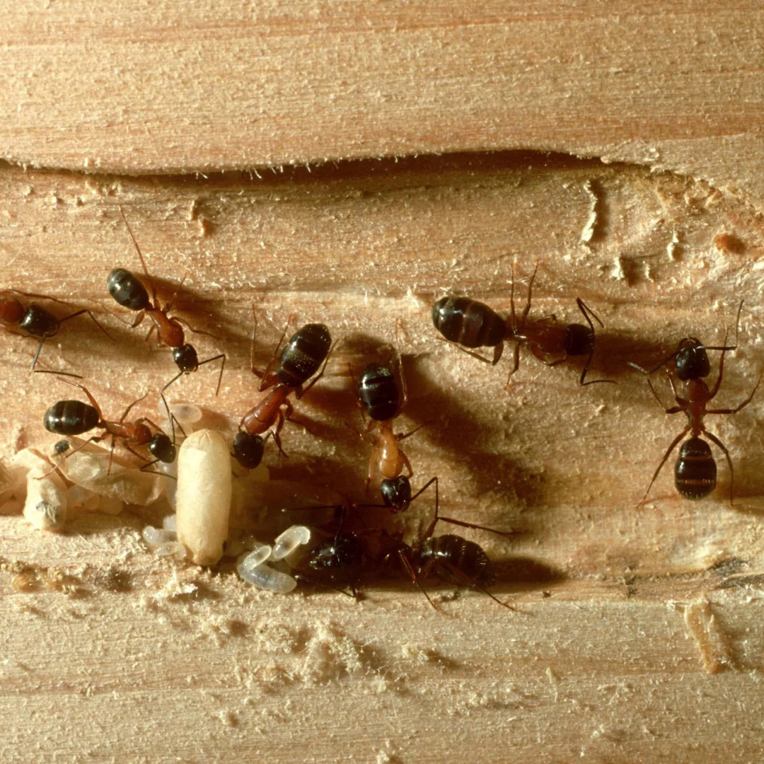 Rooted Pest Control - Bremen, GA