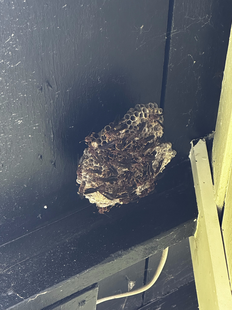Rooted Pest Control - Bremen, GA