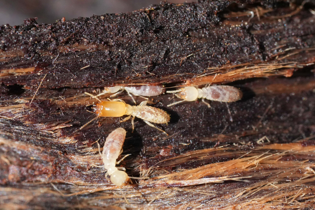 Rooted Pest Control - Bremen, GA