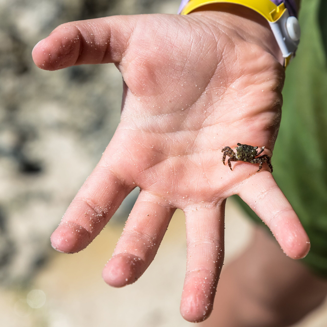 Rooted Pest Control - Bremen, GA