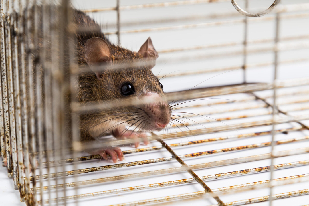 Rooted Pest Control - Bremen, GA