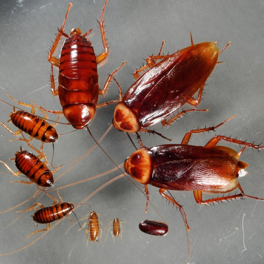 Rooted Pest Control - Bremen, GA