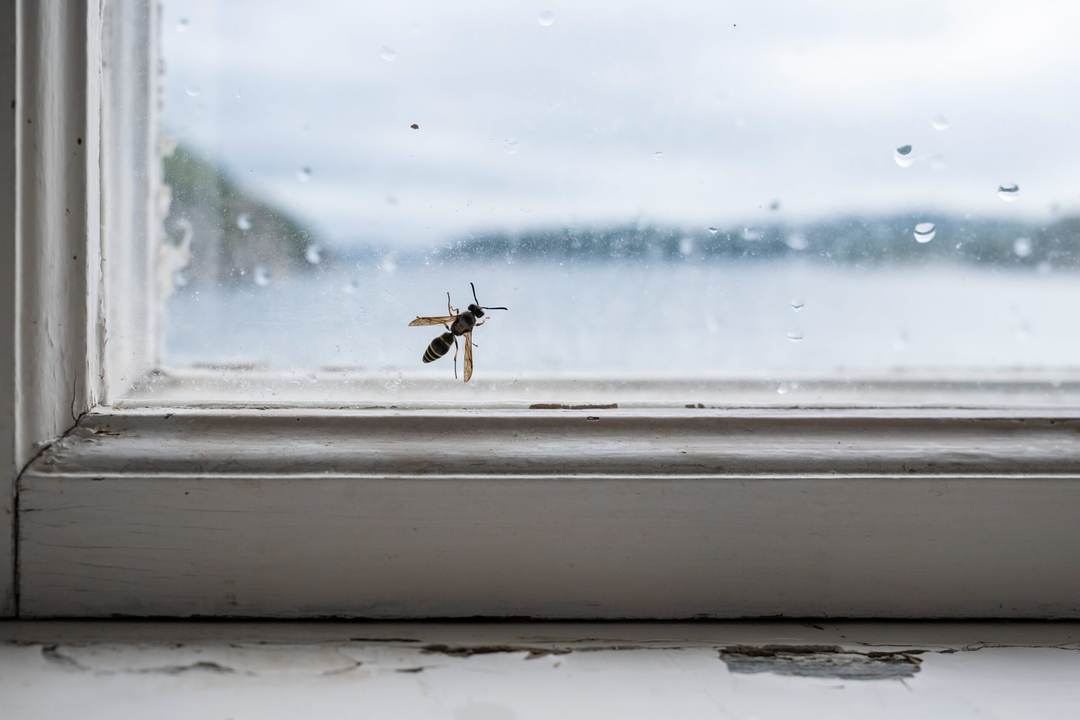 Rooted Pest Control - Bremen, GA