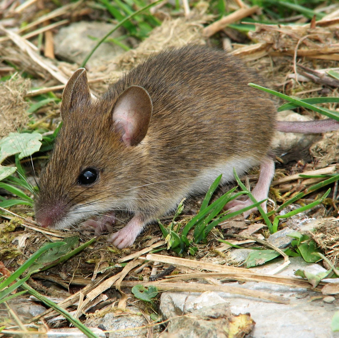 Rooted Pest Control - Bremen, GA